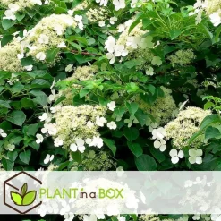 Plant in a Box Hortensia - Set van 3 - Hydrangea anomale petiolaris - Hoogte 25-40cm - ⌀9cm New