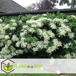 Plant in a Box Hortensia - Set van 3 - Hydrangea anomale petiolaris - Hoogte 25-40cm - ⌀9cm New