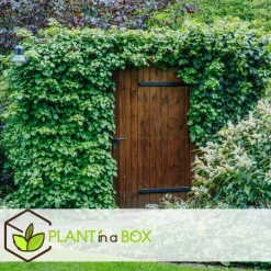 Plant in a Box Hortensia - Set van 3 - Hydrangea anomale petiolaris - Hoogte 25-40cm - ⌀9cm New