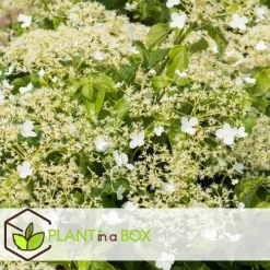 Plant in a Box Hortensia - Set van 3 - Hydrangea anomale petiolaris - Hoogte 25-40cm - ⌀9cm New