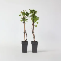 Plant in a Box Hortensia - Set van 2 - Hydrangea anomale Petiolaris - Hoogte 60-70cm - ⌀15cm Hot