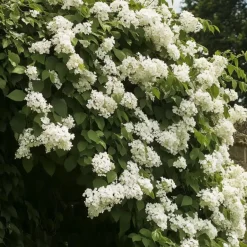 Plant in a Box Hortensia - Set van 2 - Hydrangea anomale Petiolaris - Hoogte 60-70cm - ⌀15cm Hot