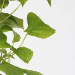 Plant in a Box Hortensia - Set van 2 - Hydrangea anomale Petiolaris - Hoogte 60-70cm - ⌀15cm Hot