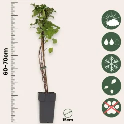 Plant in a Box Hortensia - Set van 2 - Hydrangea anomale Petiolaris - Hoogte 60-70cm - ⌀15cm Hot