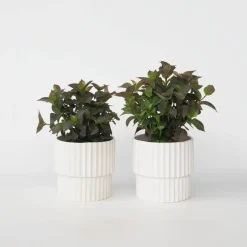 Plant in a Box Hortensia - Set van 2 - Hydrangea serrata 'Dare Devil' - Hoogte 19cm Sale