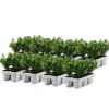 Plant in a Box Hulsthaag - Set van 48 - Ilex crenata 'Jenny' - Hoogte 10-20cm - ⌀9cm Sale