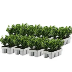 Plant in a Box Hulsthaag - Set van 48 - Ilex crenata 'Jenny' - Hoogte 10-20cm - ⌀9cm Sale