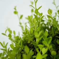 Plant in a Box Hulsthaag - Set van 48 - Ilex crenata 'Jenny' - Hoogte 10-20cm - ⌀9cm Sale