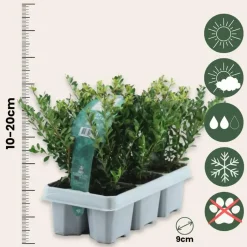 Plant in a Box Hulsthaag - Set van 48 - Ilex crenata 'Jenny' - Hoogte 10-20cm - ⌀9cm Sale