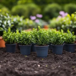 Plant in a Box Hulsthaag - Set van 48 - Ilex crenata 'Jenny' - Hoogte 10-20cm - ⌀9cm Sale