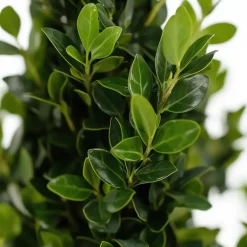 Plant in a Box Hulsthaag - Set van 48 - Ilex crenata 'Jenny' - Hoogte 10-20cm - ⌀9cm Sale