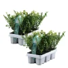 Plant in a Box Hulsthaag - Set van 12 - Ilex crenata 'Jenny' - Hoogte 10-20cm - ⌀9cm Discount
