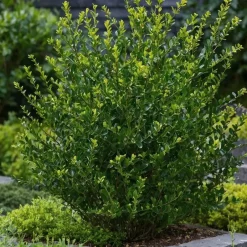 Plant in a Box Hulsthaag - Set van 12 - Ilex crenata 'Jenny' - Hoogte 10-20cm - ⌀9cm Discount