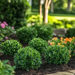 Plant in a Box Hulsthaag - Set van 12 - Ilex crenata 'Jenny' - Hoogte 10-20cm - ⌀9cm Discount