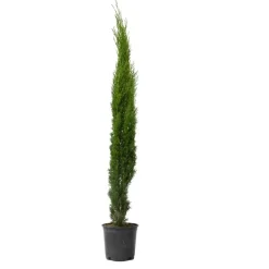 Plant in a Box Italiaanse Cipres - Cupressus sempervirens - Hoogte 70-80cm - ⌀19cm New