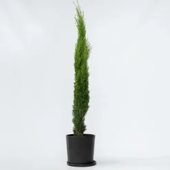 Plant in a Box Italiaanse Cipres - Cupressus sempervirens - Hoogte 70-80cm - ⌀19cm New