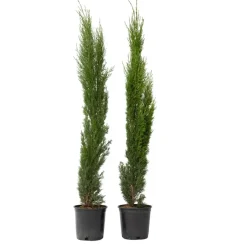 Plant in a Box Italiaanse cipres - Set van 2 - Cupressus sempervirens - Hoogte 70-80cm - ⌀19cm