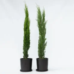 Plant in a Box Italiaanse cipres - Set van 2 - Cupressus sempervirens - Hoogte 70-80cm - ⌀19cm