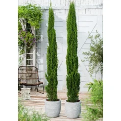 Plant in a Box Italiaanse cipres - Set van 2 - Cupressus sempervirens - Hoogte 70-80cm - ⌀19cm