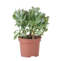 Plant in a Box Jadeplant - Crassula arborescens 'Curly' - Hoogte 15-25 cm - Pot 12 c Outlet