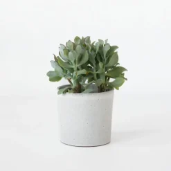 Plant in a Box Jadeplant - Crassula arborescens 'Curly' - Hoogte 15-25 cm - Pot 12 c Outlet