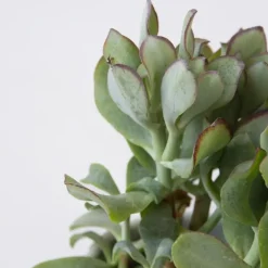 Plant in a Box Jadeplant - Crassula arborescens 'Curly' - Hoogte 15-25 cm - Pot 12 c Outlet