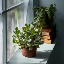 Plant in a Box Jadeplant - Crassula arborescens 'Curly' - Hoogte 15-25 cm - Pot 12 c Outlet