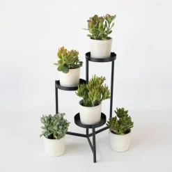 Plant in a Box Jadeplant - Crassula arborescens 'Curly' - Hoogte 15-25 cm - Pot 12 c Outlet