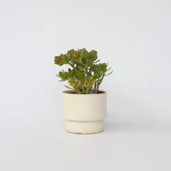 Plant in a Box Jadeplant - Crassula ovata 'Minor' - Hoogte 45-50cm - ⌀23cm Outlet