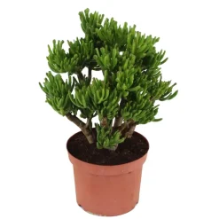 Plant in a Box Jadeplant - Crassula ovata 'Hobbit' - Hoogte 45-50cm - ⌀23cm Best