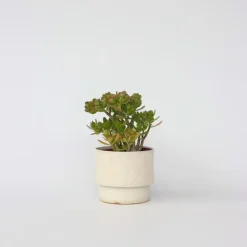 Plant in a Box Jadeplant - Crassula ovata 'Hobbit' - Hoogte 45-50cm - ⌀23cm Best