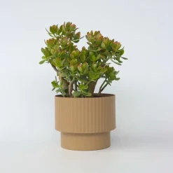 Plant in a Box Jadeplant - Crassula ovata 'Sunset' - Hoogte 55-60cm - ⌀30cm Sale