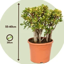 Plant in a Box Jadeplant - Crassula ovata 'Sunset' - Hoogte 55-60cm - ⌀30cm Sale