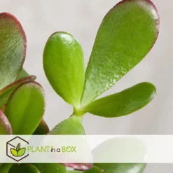 Plant in a Box Jadeplant - Crassula ovata 'Sunset' - Hoogte 55-60cm - ⌀30cm Sale