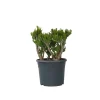 Plant in a Box Jadeplant - Crassula ovata 'Hobbit' - Hoogte 55-60cm - ⌀30cm Online
