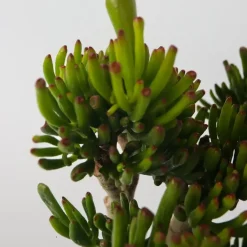 Plant in a Box Jadeplant - Crassula ovata 'Hobbit' - Hoogte 55-60cm - ⌀30cm Online