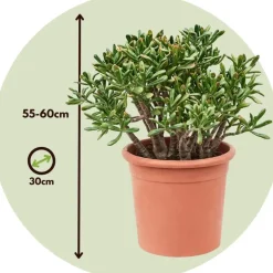 Plant in a Box Jadeplant - Crassula ovata 'Hobbit' - Hoogte 55-60cm - ⌀30cm Online