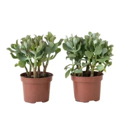Plant in a Box Jadeplant - Set van 2 - Crassula arborescens 'Curly' - Pot 12 cm New