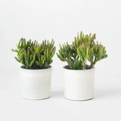 Plant in a Box Jadeplant - Set van 2 - Crassula ovata 'Hobbit' - Hoogte 10-20cm - ⌀12cm Hot
