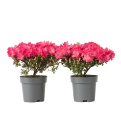 Plant in a Box Japanse azalea - Set van 2 - Rhododendron 'Anouk' - Hoogte 25-40cm - ⌀17cm Online