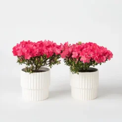 Plant in a Box Japanse azalea - Set van 2 - Rhododendron 'Anouk' - Hoogte 25-40cm - ⌀17cm Online