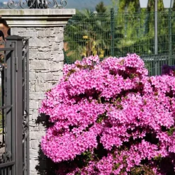 Plant in a Box Japanse azalea - Set van 4 - Rhododendron 'Anouk' - Hoogte 25-40cm - ⌀17cm Discount