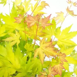 Plant in a Box Japanse Esdoorn - Acer palmatum 'Orange Lace' - Hoogte 60-70cm - ⌀19cm Discount