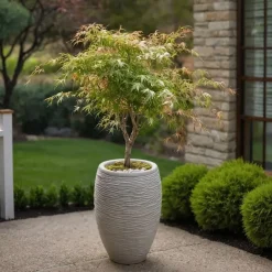 Plant in a Box Japanse Esdoorn - Acer palmatum 'Ukigumo' - Hoogte 50-60cm - ⌀19cm Hot