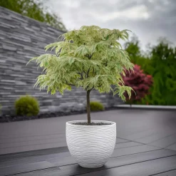 Plant in a Box Japanse Esdoorn - Acer palmatum 'Ukigumo' - Hoogte 50-60cm - ⌀19cm Hot