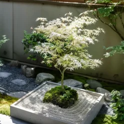 Plant in a Box Japanse Esdoorn - Set van 2 - Acer palmatum 'Ukigumo' - Hoogte 50-60cm - ⌀19cm