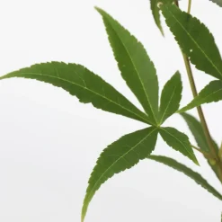 Plant in a Box Japanse Esdoorn - Set van 2 - Acer palmatum 'Ukigumo' - Hoogte 50-60cm - ⌀19cm