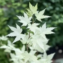 Plant in a Box Japanse Esdoorn - Set van 2 - Acer palmatum 'Ukigumo' - Hoogte 50-60cm - ⌀19cm