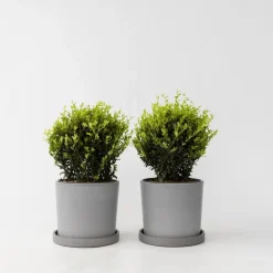 Plant in a Box Japanse hulst - Set van 2 - Ilex crenata 'Jenny' - Hoogte 30-40cm - ⌀17cm Clearance