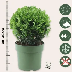 Plant in a Box Japanse hulst - Set van 2 - Ilex crenata 'Jenny' - Hoogte 30-40cm - ⌀17cm Clearance